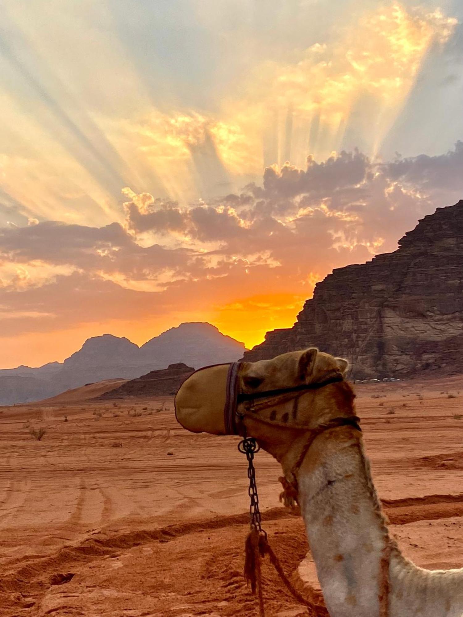 Rum Relaxation Luxury Camp Wadi Rum Exteriör bild