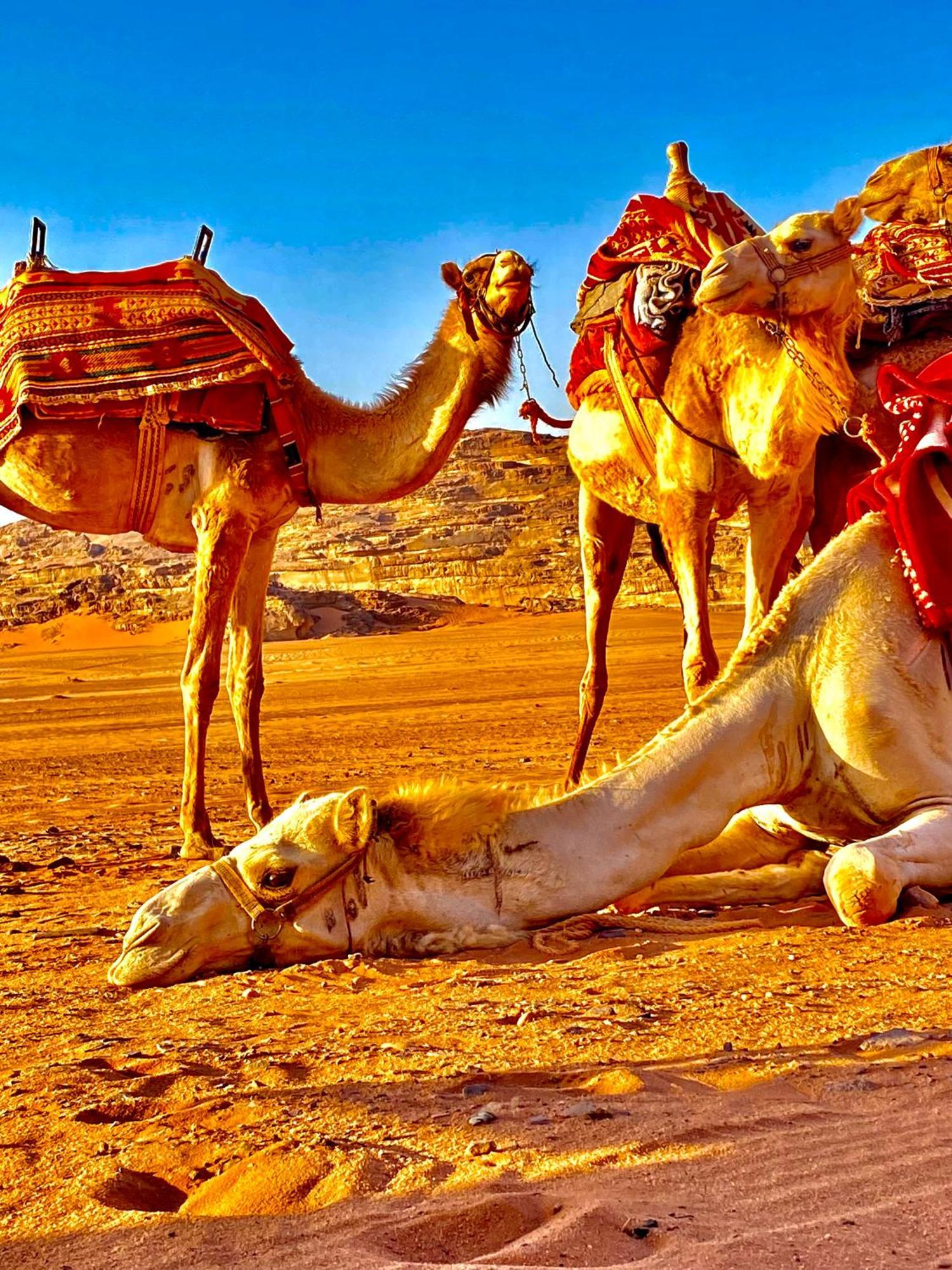 Rum Relaxation Luxury Camp Wadi Rum Exteriör bild