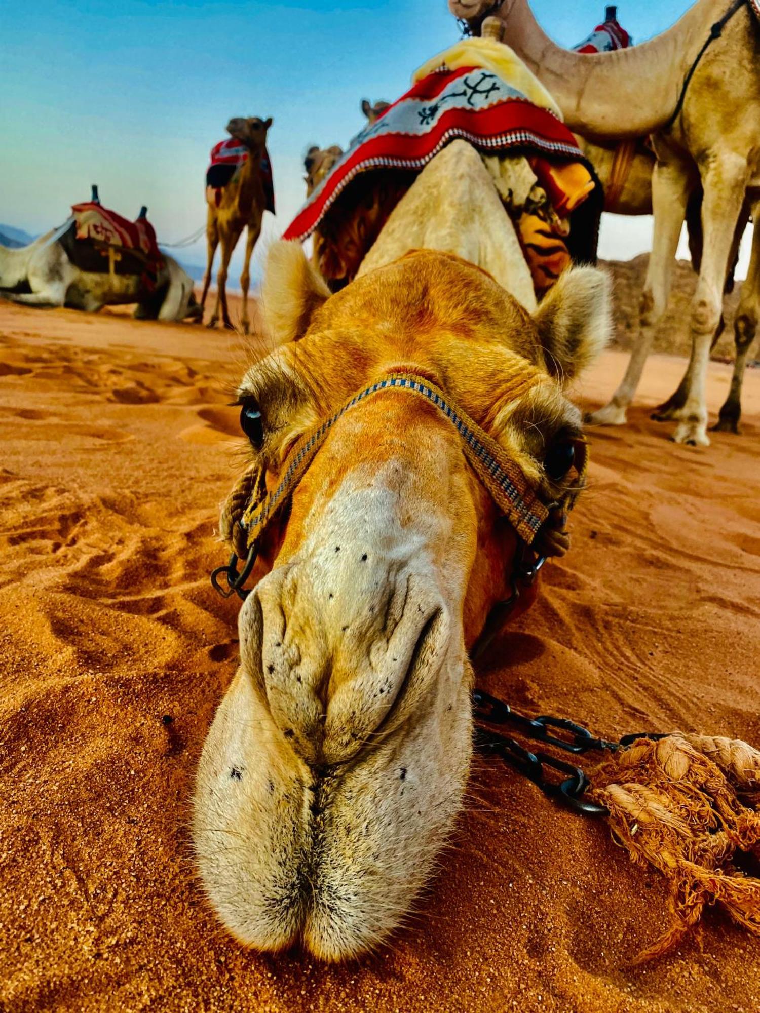Rum Relaxation Luxury Camp Wadi Rum Exteriör bild